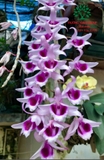 Hoa Lan
