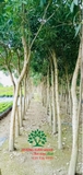 CÂY CHUÔNG VÀNG