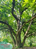 Cây Hồng Xiêm