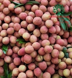 CÂY VẢI