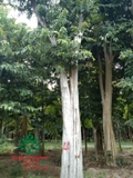 Cây Bằng Lăng