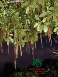 Cây Lộc Vừng