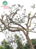 CÂY ỔI
