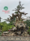 Bonsai 88