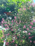 HOA TƯỜNG VI