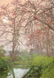 Cây Gạo