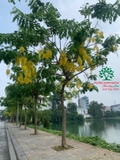 CÂY OSAKA HOA VÀNG