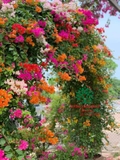 Hoa Giấy
