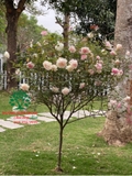 HOA HỒNG