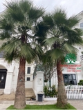CÂY CỌ