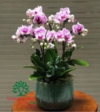 Hoa Lan