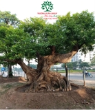 CÂY VỐI