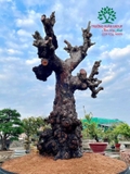 Cây Lộc Vừng