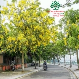 CÂY OSAKA HOA VÀNG