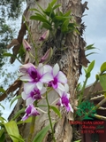 Hoa Lan