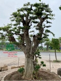 CÂY DUỐI