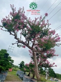 HOA TƯỜNG VI