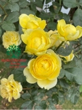 HOA HỒNG