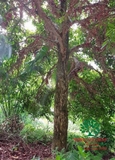 Cây Dâu Da Đất