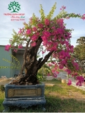 Hoa Giấy