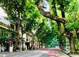 Cây Xà Cừ
