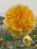 HOA HỒNG