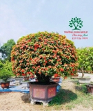 CÂY HOA MẪU ĐƠN TA (TRUYỀN THỐNG)