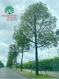 Cây Giáng Hương