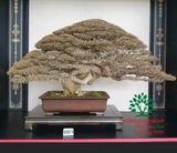 Bonsai 89