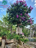 Cây Bằng Lăng