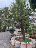 CÂY MAI TỨ QUÝ