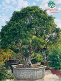 Cây Hoa Nguyệt Quế