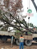 Thi công thực tế Chùa Đào Thục