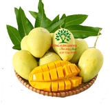Cây Xoài