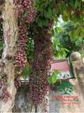 Cây Dâu Da Đất