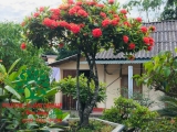 CÂY HOA MẪU ĐƠN TA (TRUYỀN THỐNG)