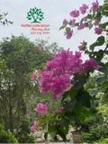 Hoa Giấy