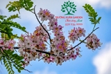 CÂY MUỒNG ANH ĐÀO (HOÀNG YẾN)