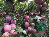 Cây Mận