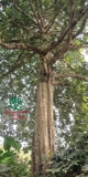 CÂY TAI CHUA