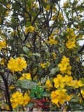 CÂY MAI TỨ QUÝ