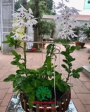 Hoa Lan