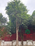 Cây Bồ Quân