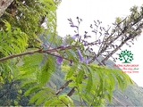 Cây Phượng
