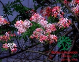 CÂY MUỒNG ANH ĐÀO (HOÀNG YẾN)