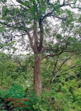 Cây Bồ Quân