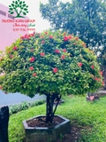 CÂY HOA MẪU ĐƠN TA (TRUYỀN THỐNG)