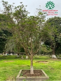 CÂY HOA MỘC HƯƠNG