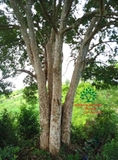 Cây Bằng Lăng
