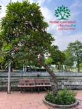 Cây Đại